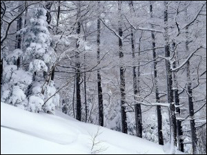 冰天雪地 雪景攝影技巧大全