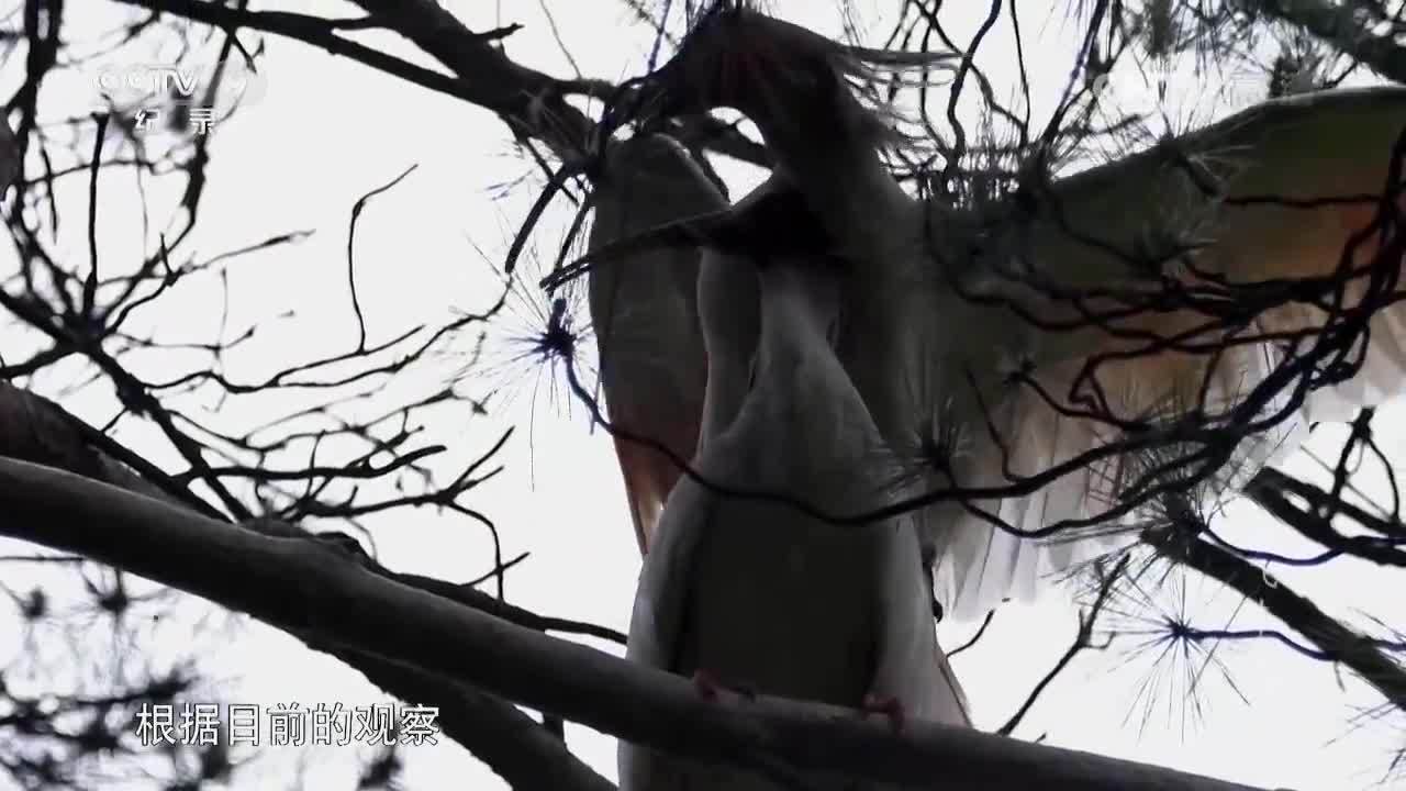 紀錄片《放飛朱鹮》第二集 謝猛配音 梵曲配音